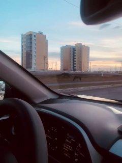 Лошади рядом с МЧС на Верхней трассе создают опасную ситуацию