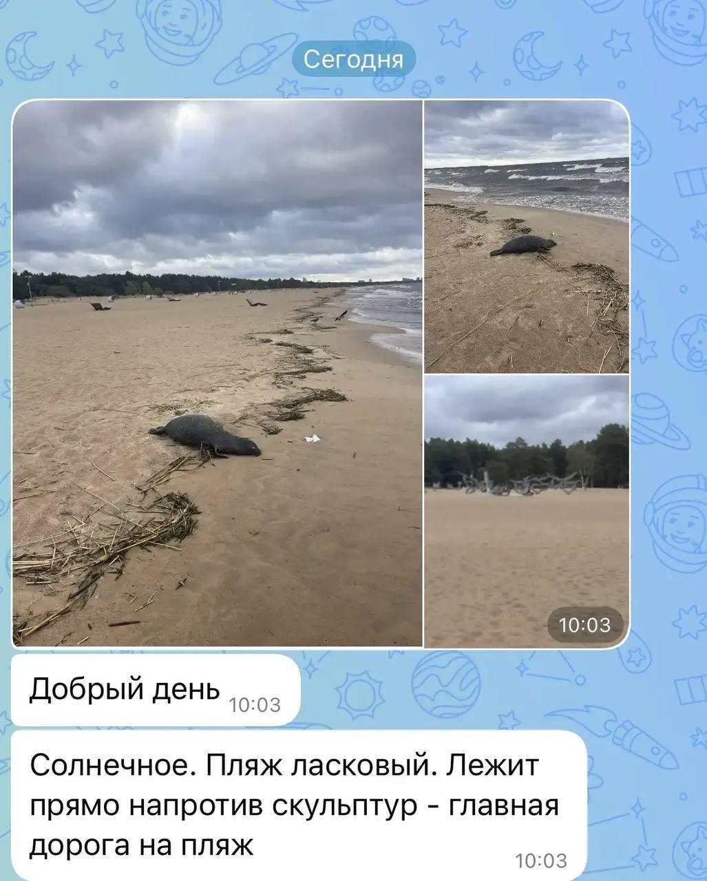 На пляже Ласковый нашли погибших животных, среди них — редкую для региона...