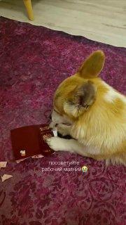 Загранпаспорт своей хозяйки сгрызла вельш-корги из подмосковного Клина —...