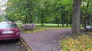 Огромных хряков заметили на прогулке в самом центре Красного Села. Два...