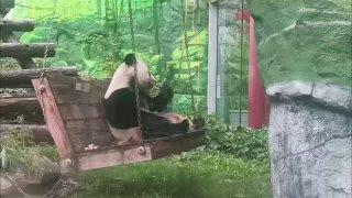 У панды Катюши из Московского зоопарка день проходит крайне безмятежно. 🇷🇺...
