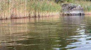 Шлиссик ловит рыбу, но есть её пока не спешит