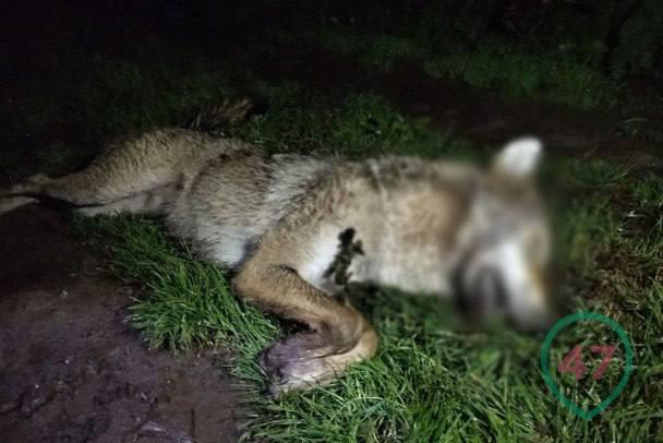 Трех волков отстрелили в Лужском районе, потому что животные бродили по...