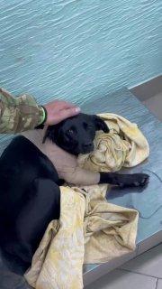 В Крыму живодёр выстрелил в дворовую собаку — жители дома услышали визг пса и...