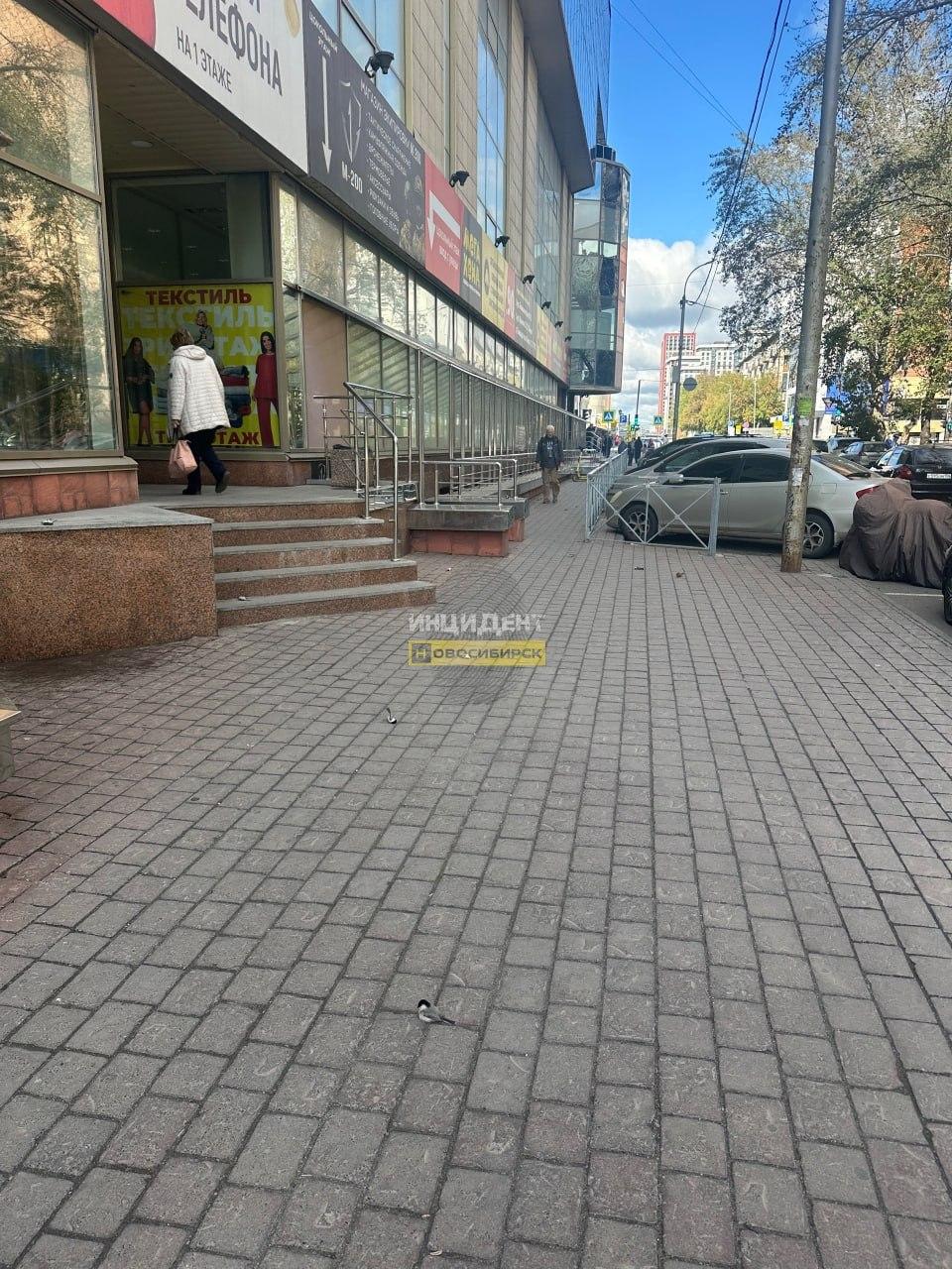 В Новосибирске синички массово разбиваются о стекла зданий Огромное...
