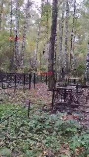 Еще одного медведя увидели на кладбище в Дивногорске