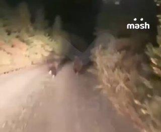 Город Абаза на юге Хакасии оказался в медвежьей осаде