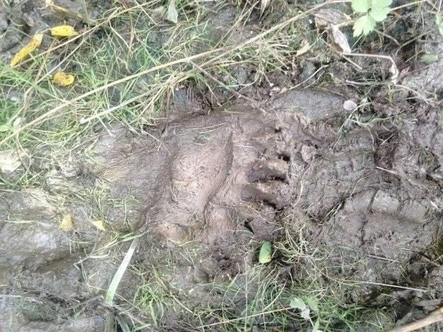 Следком возбудил уголовное дело о халатности из-за нападений медведей в...