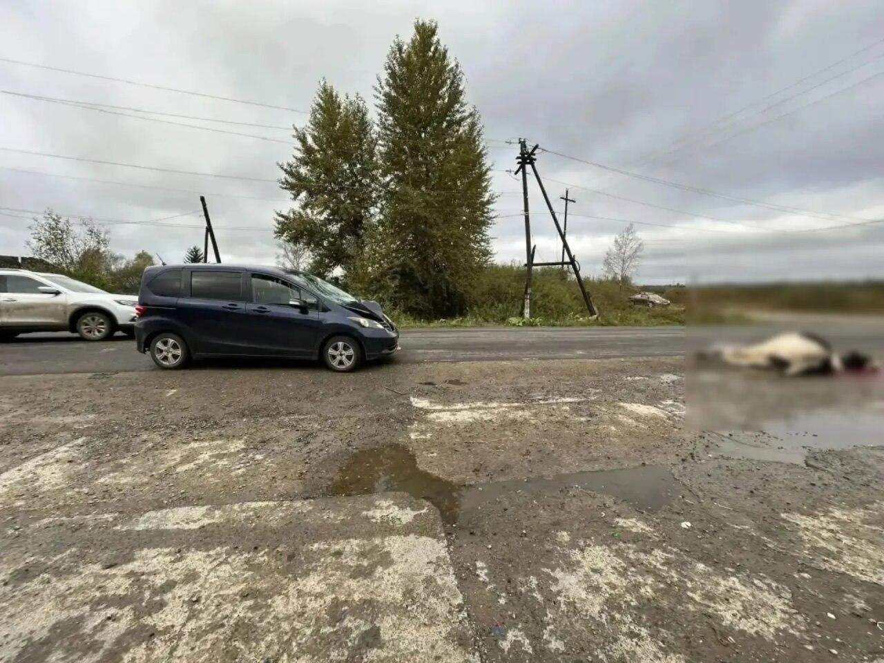 В Ирбее автомобиль сбил корову Животное внезапно вышло на дорогу, водитель...
