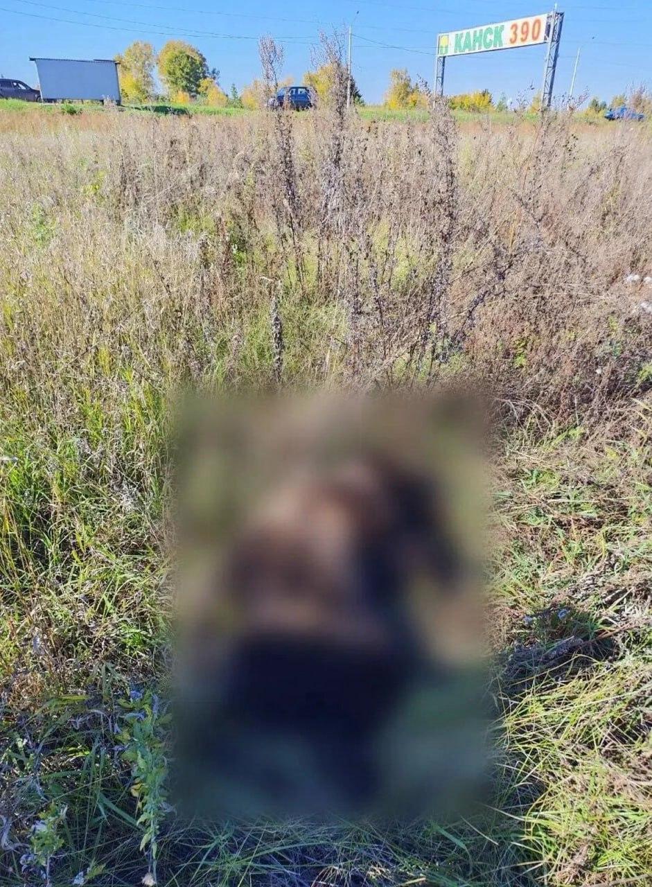Медведица с медвежонком напали на лошадей в районе дач Мелькомбината Накануне...