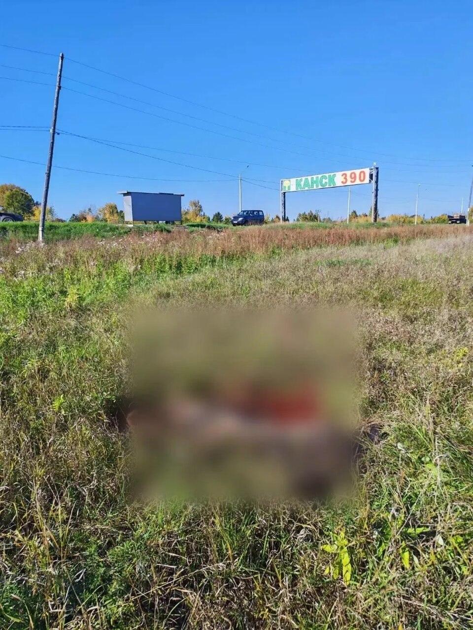 Медведица с медвежонком напали на лошадей в районе дач Мелькомбината Накануне...
