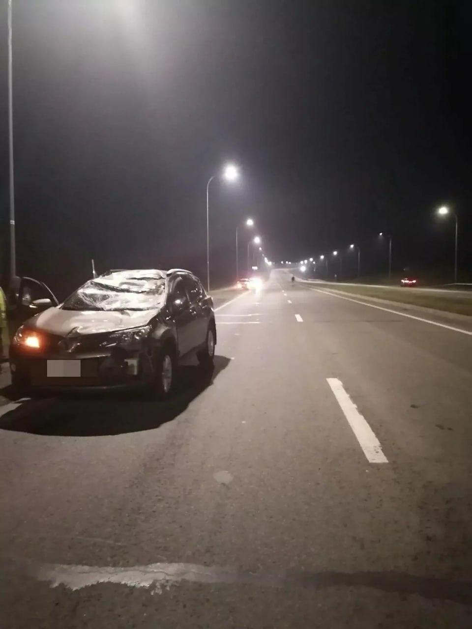 В Кемерове лось бросился ночью под колеса авто и умер