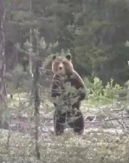Медведя, переплывающего Каму, заметили в Пермском крае