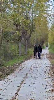 Медведя, переплывающего Каму, заметили в Пермском крае
