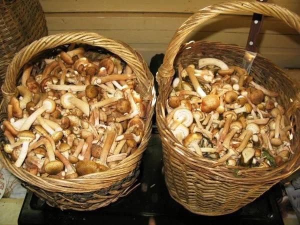 Пенсионерка из Подмосковья попала в реанимацию после четырех дней «грибного...