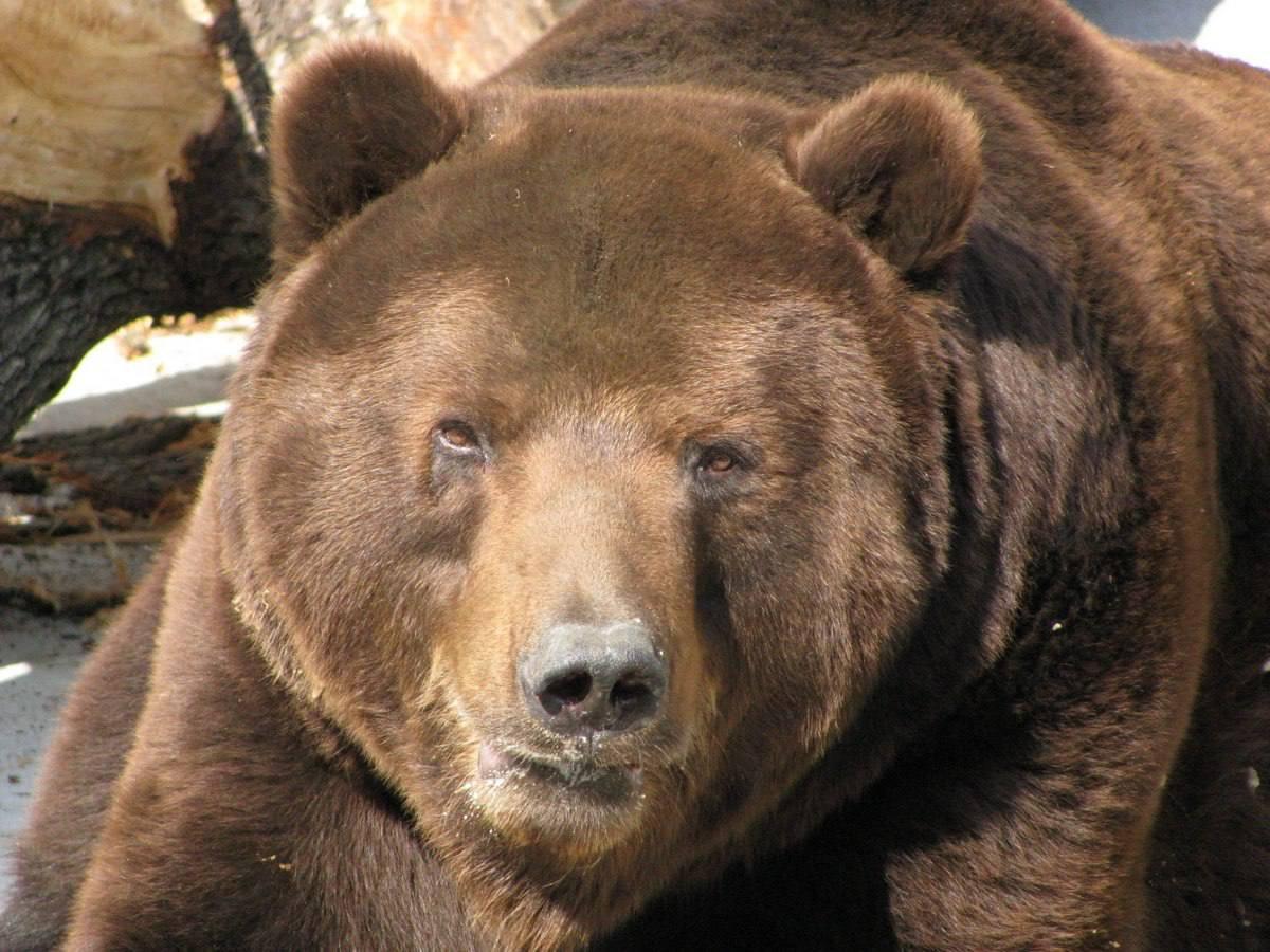 В Вознесенке медведь напал на женщину во дворе дома — она погибла Сегодня...