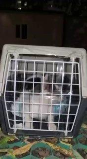 Котенка спасли из замурованной крыши московской пиццерии на Бескудниковском...