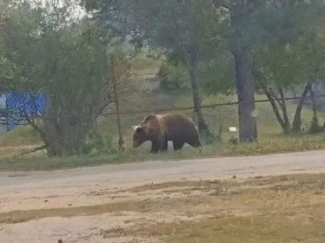 Медведь напал на двух мужчин в Бурятии: в этом районе хищников встречают по 40 раз в неделю