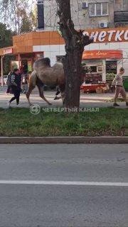 Верблюда заметили на Уралмаше