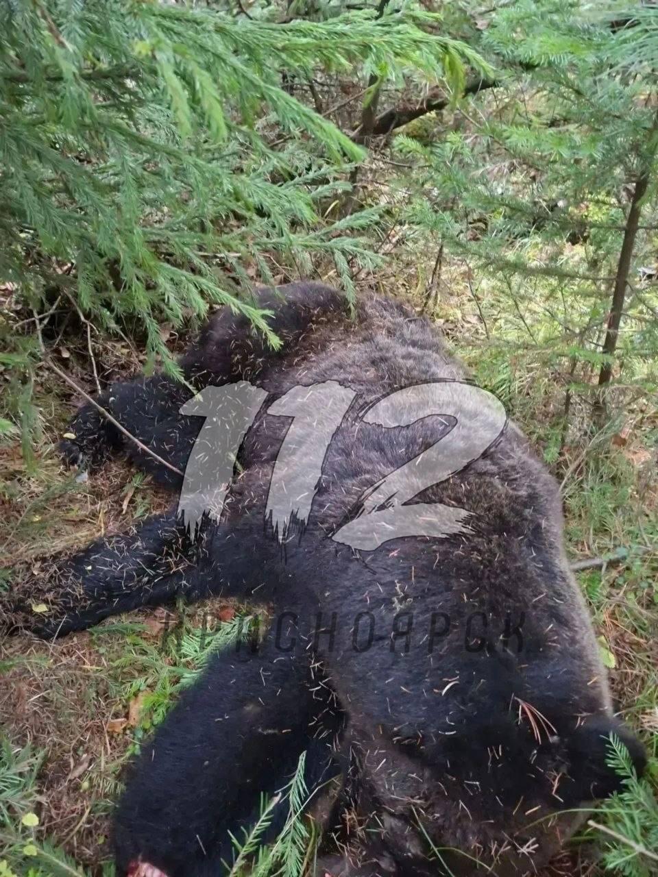 Медведь растерзал алабая во дворе жилого дома в Красноярском крае