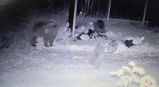Медведица с двумя медвежатами наведалась к мусорным контейнерам. Троих...