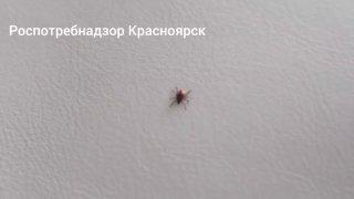 Клещи продолжают кусать жителей Красноярского края За последнюю неделю в...