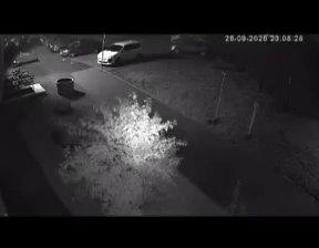 В Кемерово медведь разгуливал ночью прямо по жилым дворам и детским...
