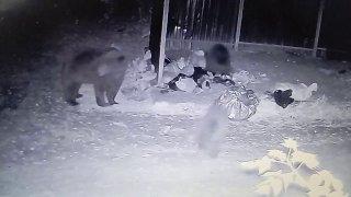 В Зеленогорске медведица привела двух медвежат к мусорным контейнерам....