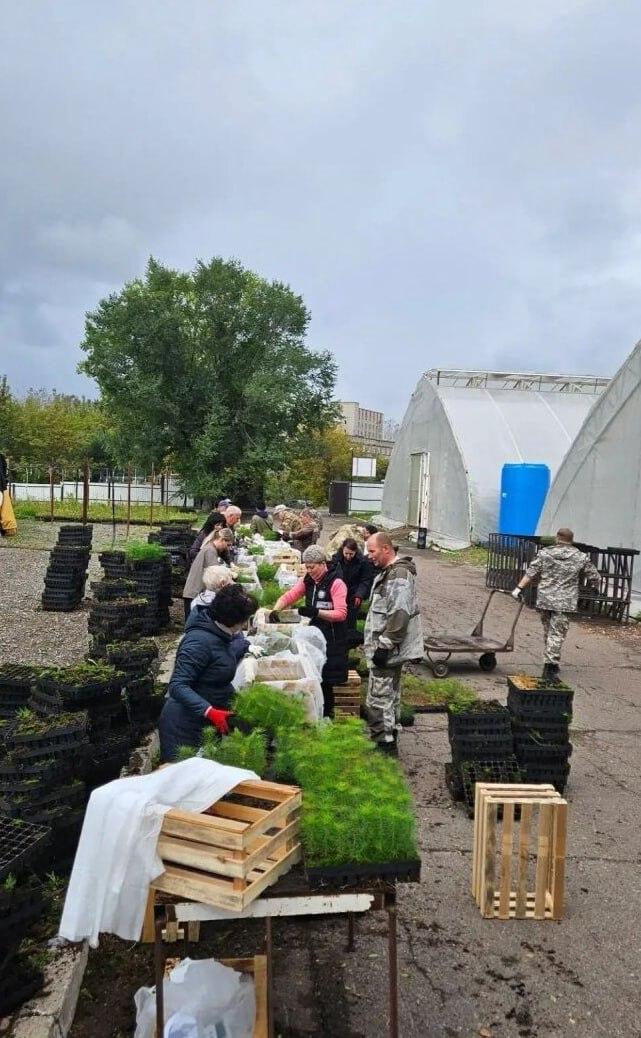 Тысячи сеянцев сосны отправят на лесовосстановление в Богучанский округ В...