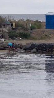 Подводный охотник голыми руками вытащил 2-метровую акулу на берег во Владивостоке