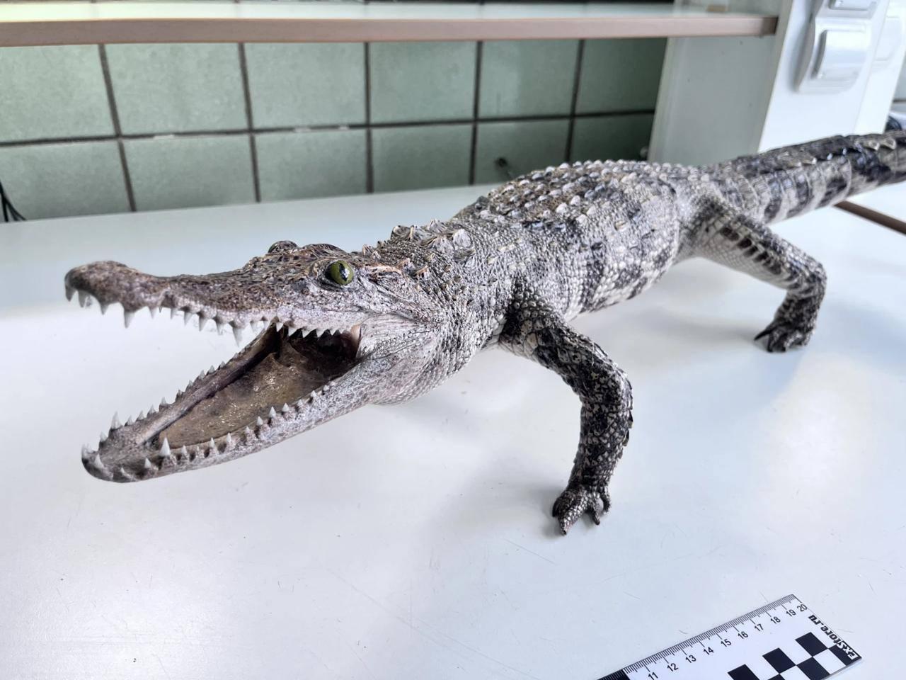 Чучело сиамского крокодила из багажа красноярской пассажирки передали учёным....