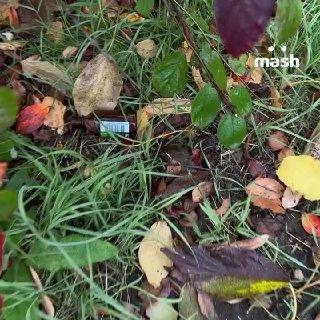 Подростки в России стали опасно сочетать корвалол с энергетиками ради...