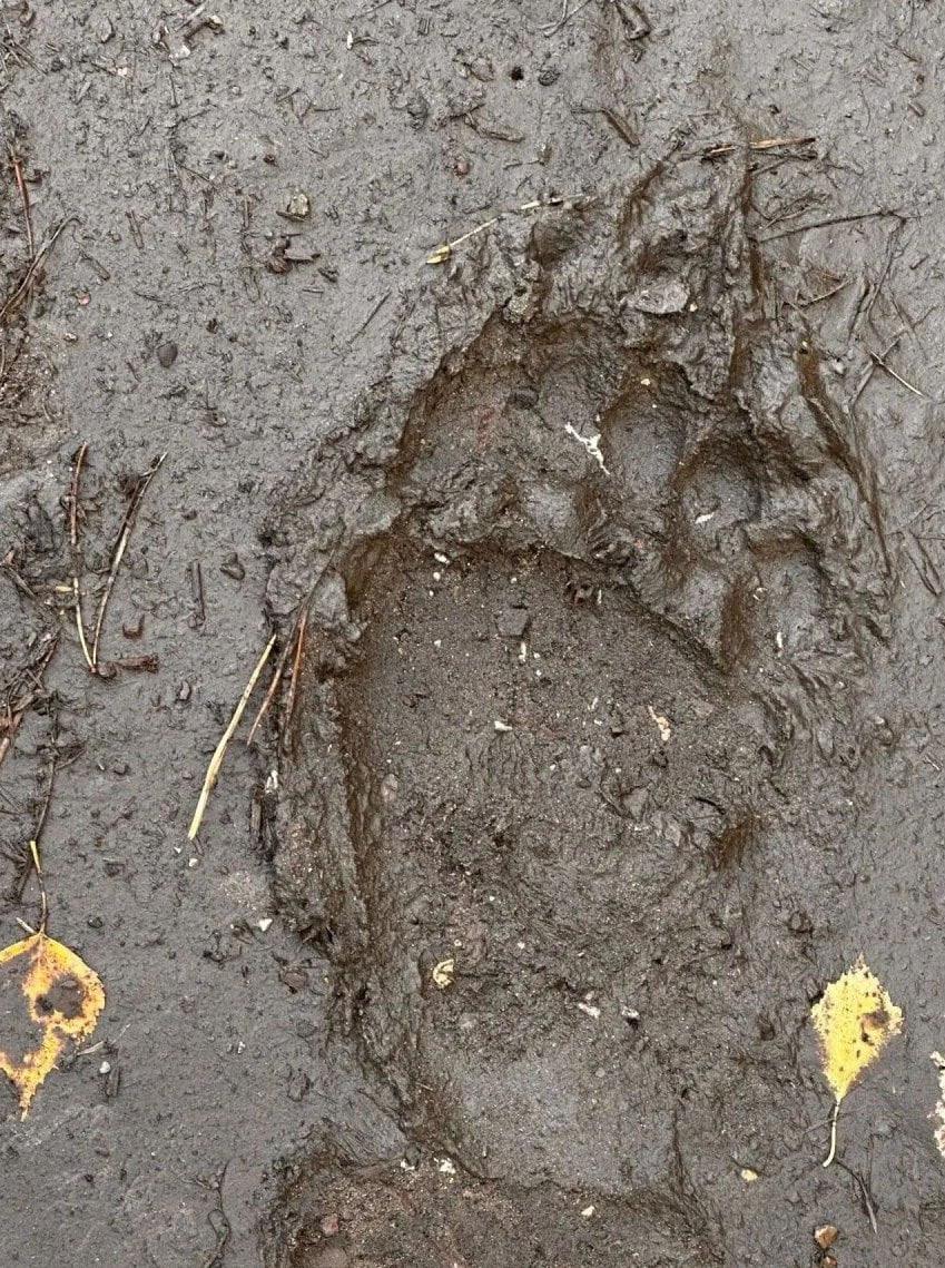 В лесах Нижнеингашского округа заметили бурого медведя Администрация...