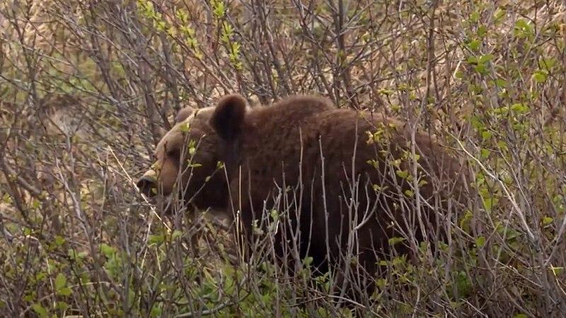 В Красноярском крае с начала года ликвидировали 729 медведей В Красноярском...