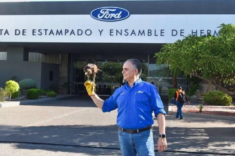 У Ford появился самый необычный сотрудник — ястреб Эль-Чарро, который работает на заводе в Мексике и гоняет голубей из цехов.