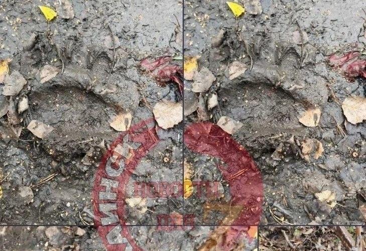 В Новосибирской области медведь разрыл могилу у кладбища В Куйбышеве...