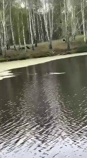Медведя заметили на берегу реки в Новосибирской области