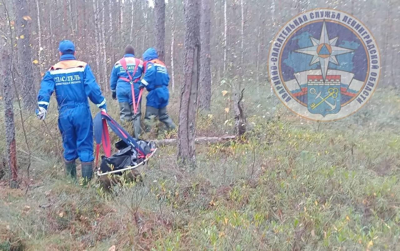 Пропавшую в лесу под Шлиссельбургом женщину нашли погибшей