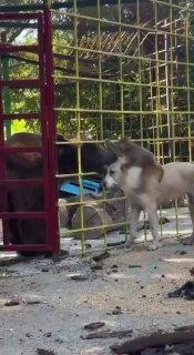 Необычная компания завирусилась в сети: медведь, собака и обезьяна, выросшие вместе, способны преодолеть инстинкты хищника и жертвы