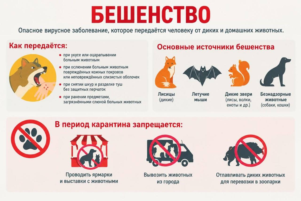 Карантин из-за бешенства ввели в подмосковном Подольске.