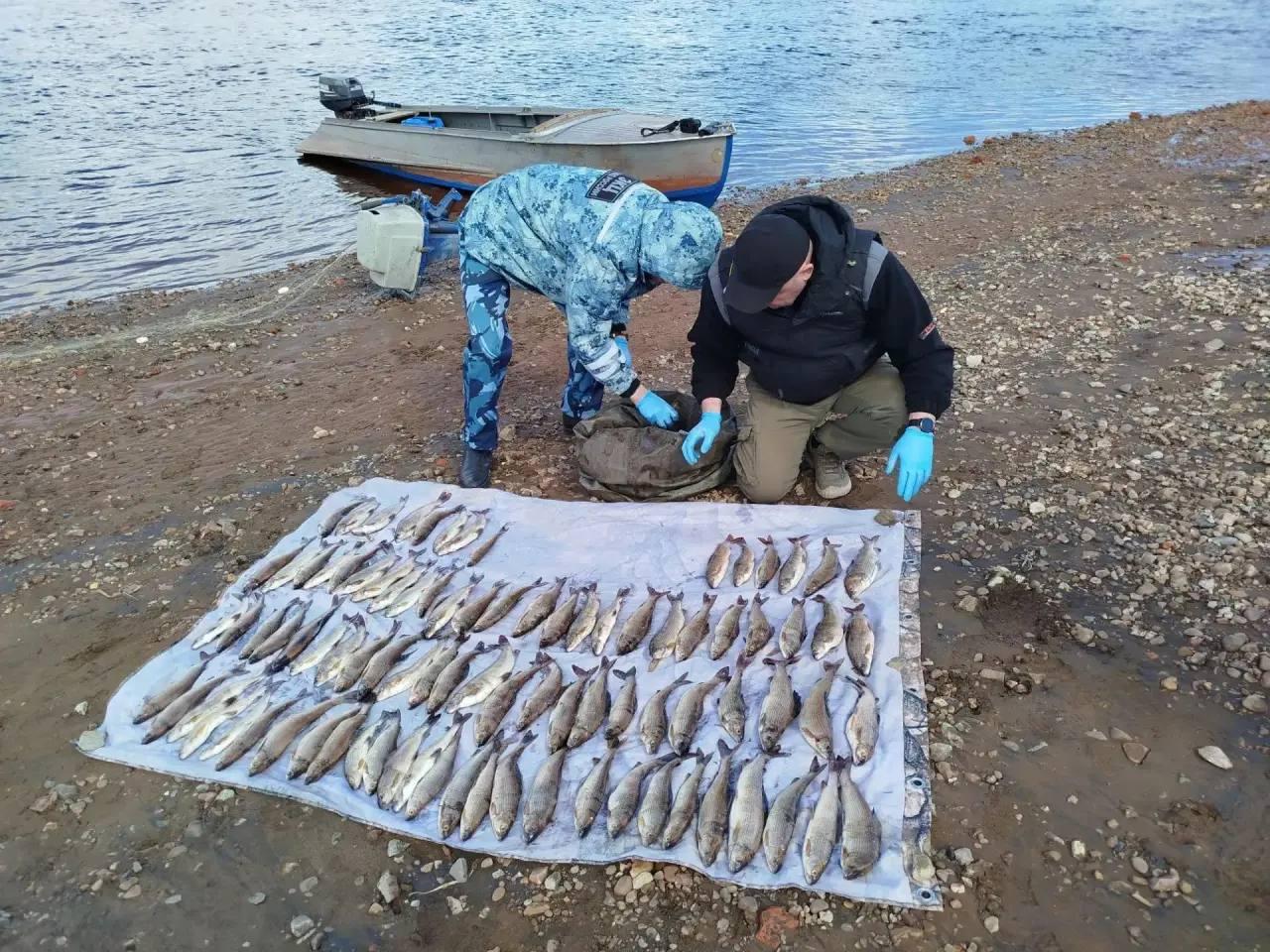 В Северо‑Енисейском округе завершено расследование дела о незаконном вылове 110 особей хариуса