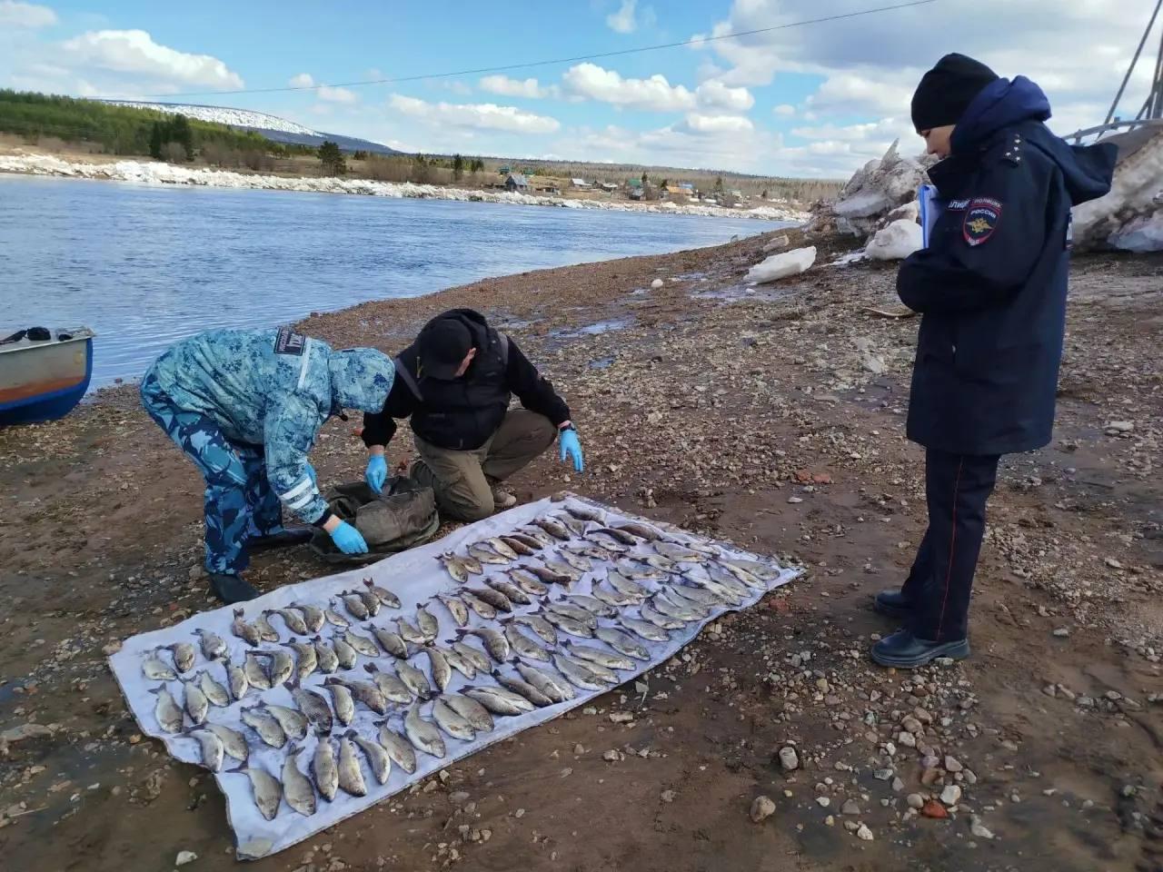В Северо‑Енисейском округе завершено расследование дела о незаконном вылове 110 особей хариуса