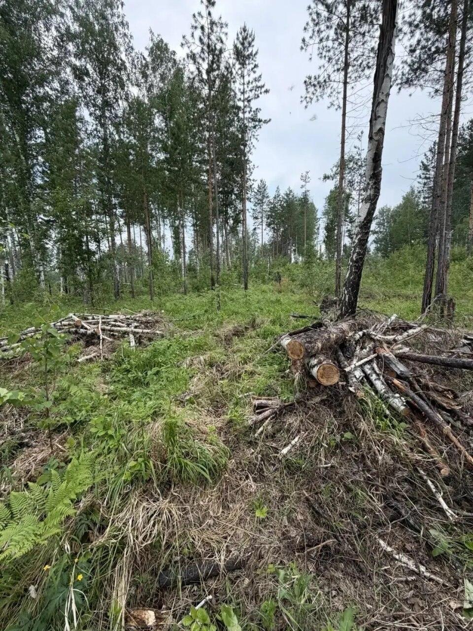 В Красноярском крае бывшего лесничего обвиняют в получении взятки в 300 тысяч...