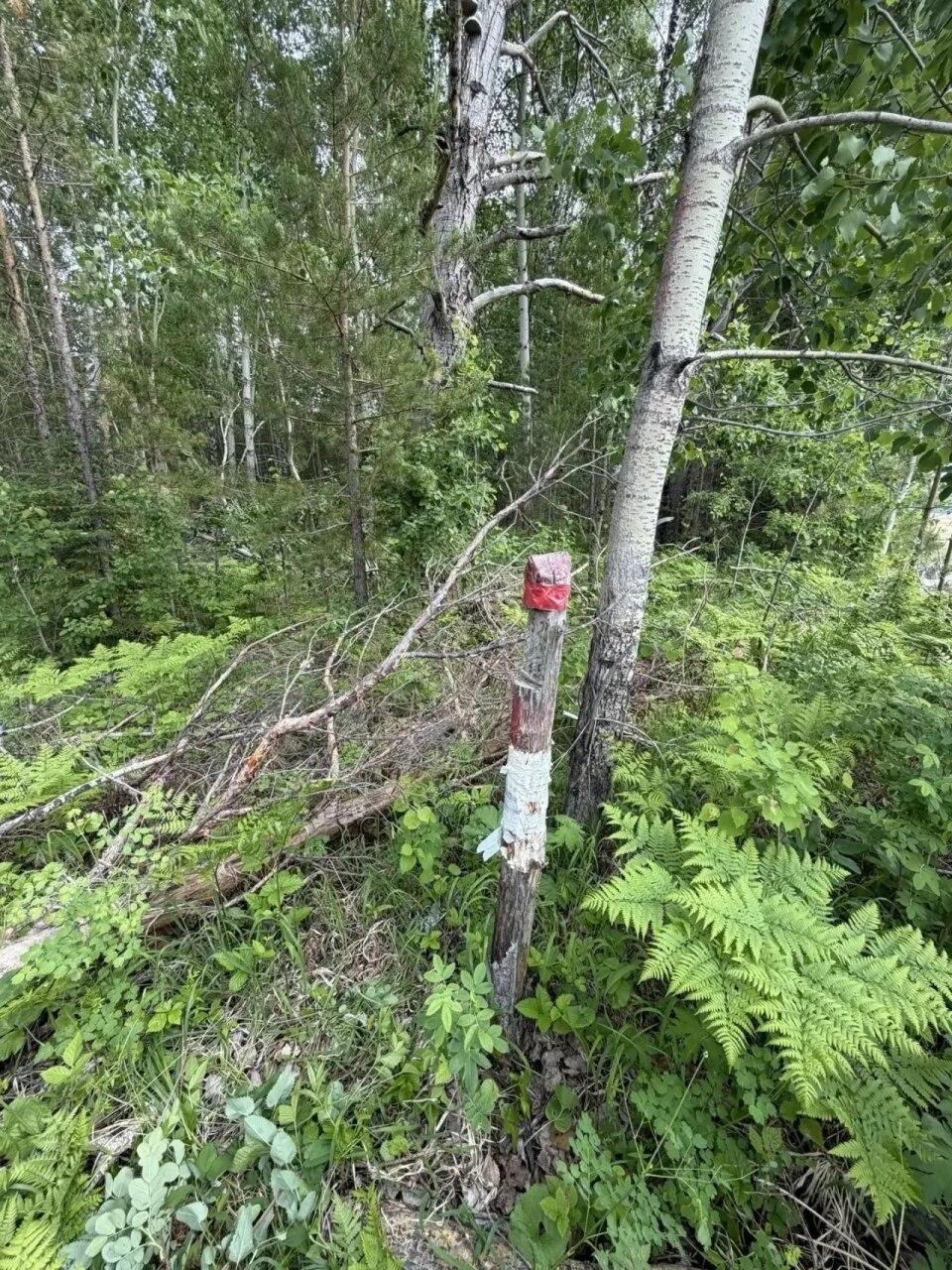 В Красноярском крае бывшего лесничего обвиняют в получении взятки в 300 тысяч...
