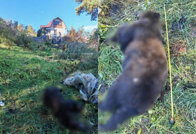 В Красноярске застрелили агрессивного медведя, который ломал яблоню на...