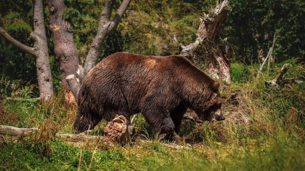 В Красноярском крае медведи начнут уходить в спячку в октябре На севере края...