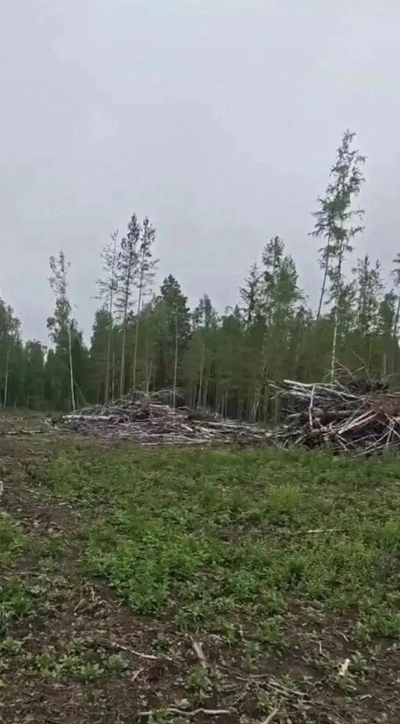 В Канском округе лесозаготовителей оштрафовали за оставленные в лесу отходы В...