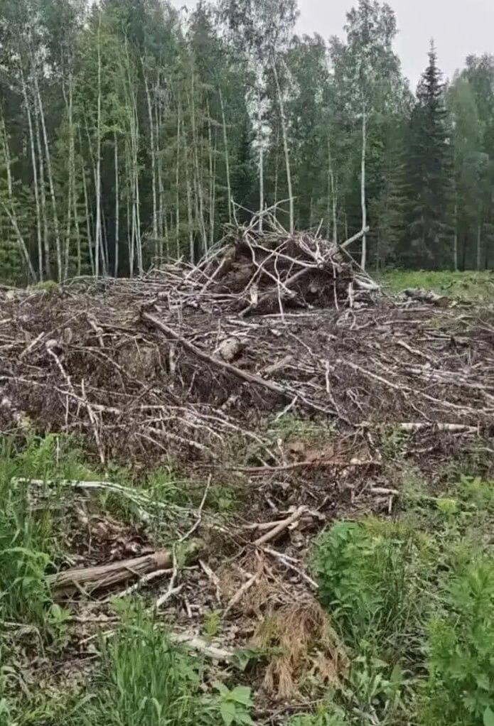 В Канском округе лесозаготовителей оштрафовали за оставленные в лесу отходы В...