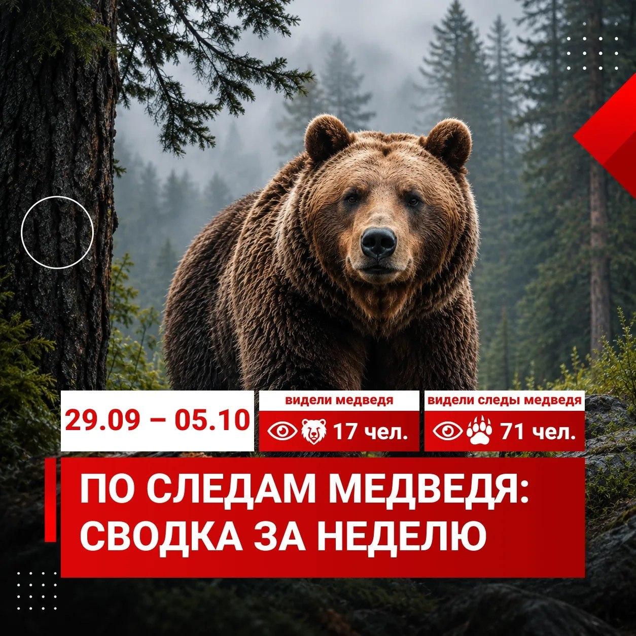 За неделю красноярцы 88 раз сообщили о медведях