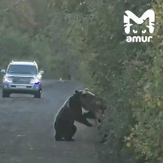 Медведи подрались на дороге перед туристами на Курилах.